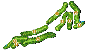 コース全体俯瞰図