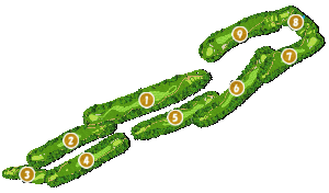 コース全体俯瞰図