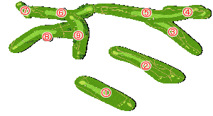 コース全体俯瞰図