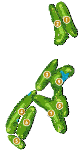 コース全体俯瞰図