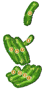 コース全体俯瞰図