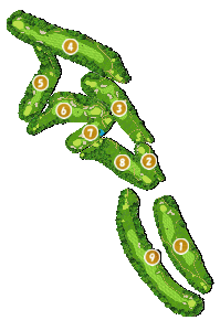 コース全体俯瞰図